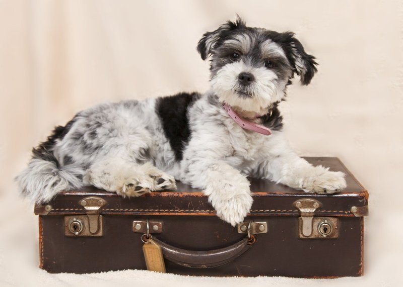 conditions-de-voyage-tarifs-compagnies_chien sur une valise - animal de compagnie bus